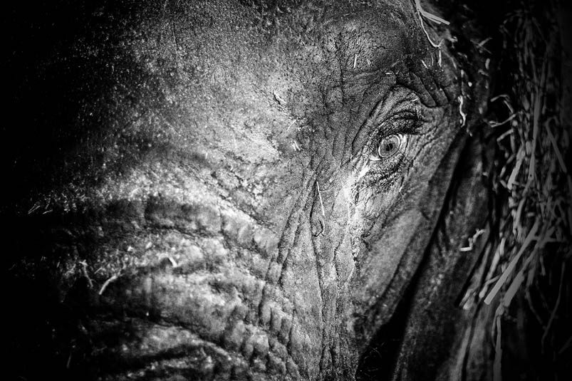 Elefante