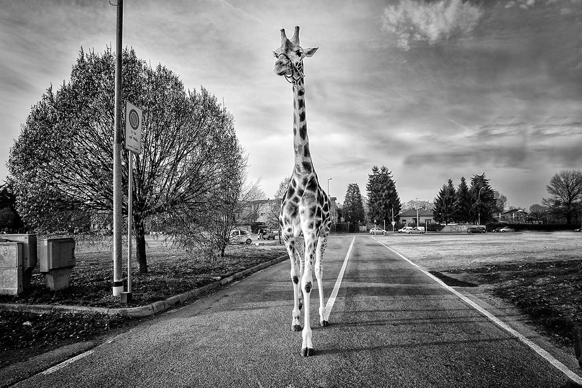 Giraffa urbana