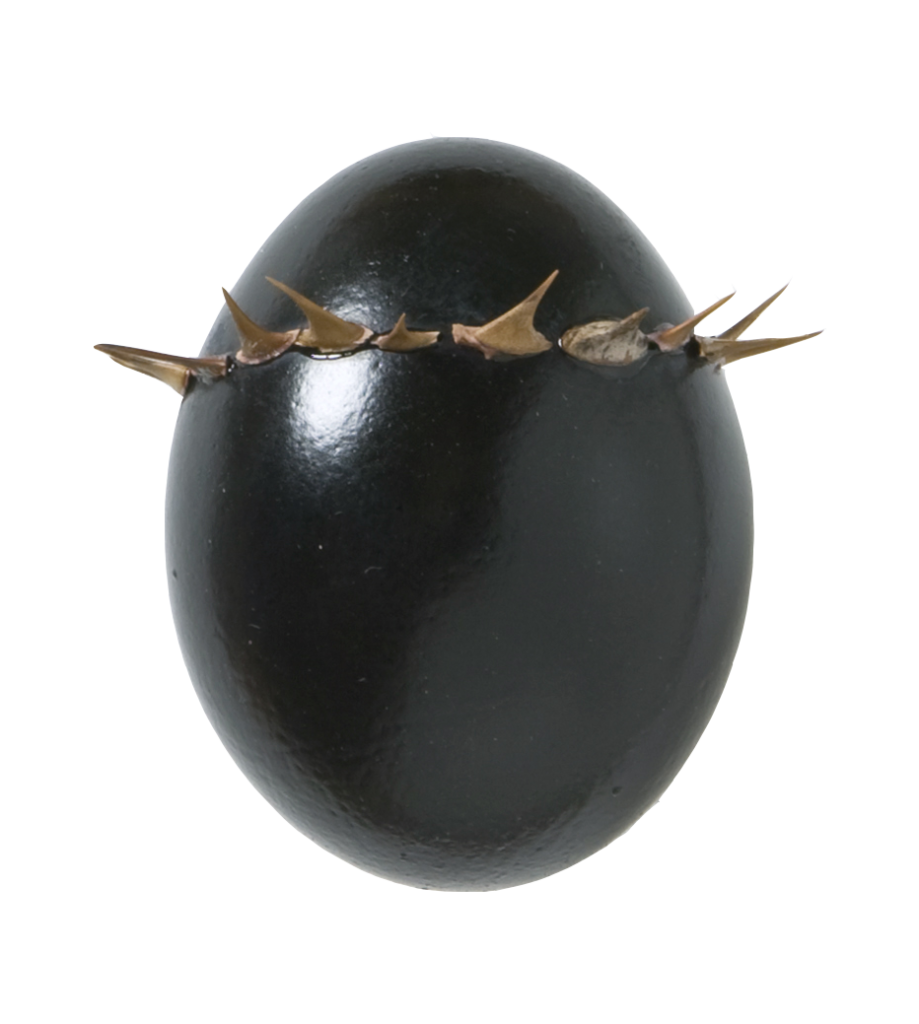 Uovomondo nero corona di spine